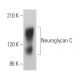 Neuroglycan C Antibody (A-7) - Western Blotting - Image 369408 