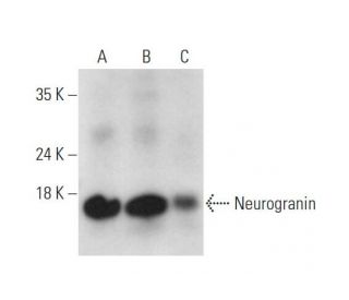 Neurogranin Antibody (C-7) - Western Blotting - Image 344113