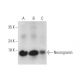 Neurogranin Antibody (C-7) - Western Blotting - Image 344113