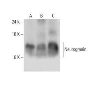 Neurogranin Antibody (H-6) - Western Blotting - Image 333584 