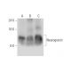 Neurogranin Antibody (H-6) - Western Blotting - Image 333584 