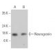 Neurogranin Antibody (H-6) - Western Blotting - Image 364970