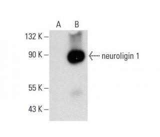neuroligin 1 Antibody (F-5) - Western Blotting - Image 137797