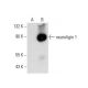 neuroligin 1 Antibody (F-5) - Western Blotting - Image 137797