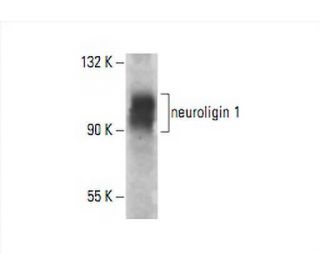 neuroligin 1 Antibody (F-7) - Western Blotting - Image 393060 