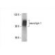 neuroligin 1 Antibody (F-7) - Western Blotting - Image 393060 