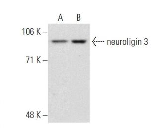neuroligin 3 Antibody (C-3) - Western Blotting - Image 134490 