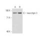 neuroligin 3 Antibody (C-3) - Western Blotting - Image 134490 
