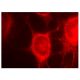neuroligin 3 Antibody (G-2) - Immunofluorescence - Image 151913 