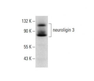 neuroligin 3 Antibody (G-2) - Western Blotting - Image 137809 