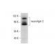 neuroligin 3 Antibody (G-2) - Western Blotting - Image 137809 