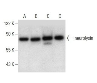 neurolysin Antibody (B-3) - Western Blotting - Image 304482 