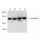 neurolysin Antibody (B-3) - Western Blotting - Image 304482 