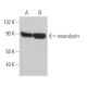 neurolysin Antibody (B-3) - Western Blotting - Image 367133