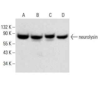 neurolysin Antibody (C-4) - Western Blotting - Image 306573 