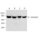 neurolysin Antibody (C-4) - Western Blotting - Image 306573 