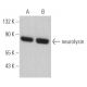 neurolysin Antibody (C-4) - Western Blotting - Image 367135