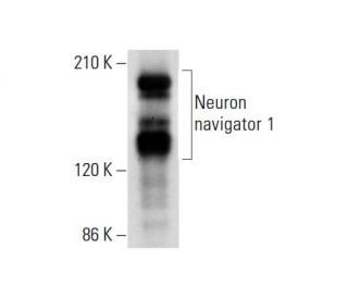 Neuron navigator 1 Antibody (G-12) - Western Blotting - Image 306588 