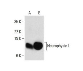 Neurophysin I Antibody (D-11) - Western Blotting - Image 299239 