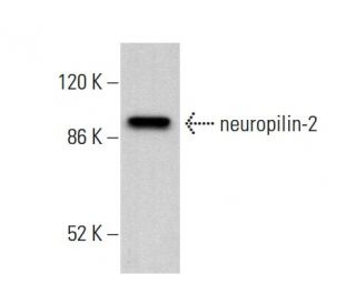 western blotting image from recommended neuropilin-2 (C-9) monoclonal antibody replacement. Image 380732