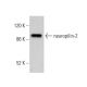 western blotting image from recommended neuropilin-2 (C-9) monoclonal antibody replacement. Image 380732