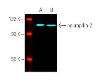 neuropilin-2 Antibody (C-9) - Western Blotting - Image 391505