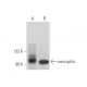 western blotting image from recommended neuropilin-1 (A-12) monoclonal antibody replacement. Image 352752