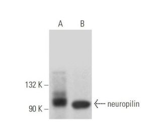 western blotting image from recommended neuropilin-1 (A-12) monoclonal antibody replacement. Image 352752