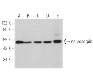 neuroserpin Antibody (C-9) - Western Blotting - Image 367734