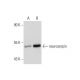 neuroserpin (C-9): sc-48360. Western blot analysis of neuroserpin expression in non-transfected: sc-110760 (A) and human n