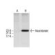 Neurotensin Antibody (E-5) - Western Blotting - Image 157400