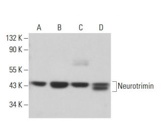 Neurotrimin Antibody (F-9) - Western Blotting - Image 380852 