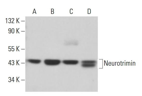 Neurotrimin Antibody F 9 SCBT Santa Cruz Biotechnology