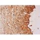 neutral ceramidase Antibody (B-9) - Immunohistochemistry - Image 286263 