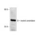 neutral ceramidase Antibody (B-9) - Western Blotting - Image 154052 