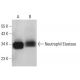 western blotting image from recommended Neutrophil Elastase (G-2) monoclonal antibody replacement. Image 14632