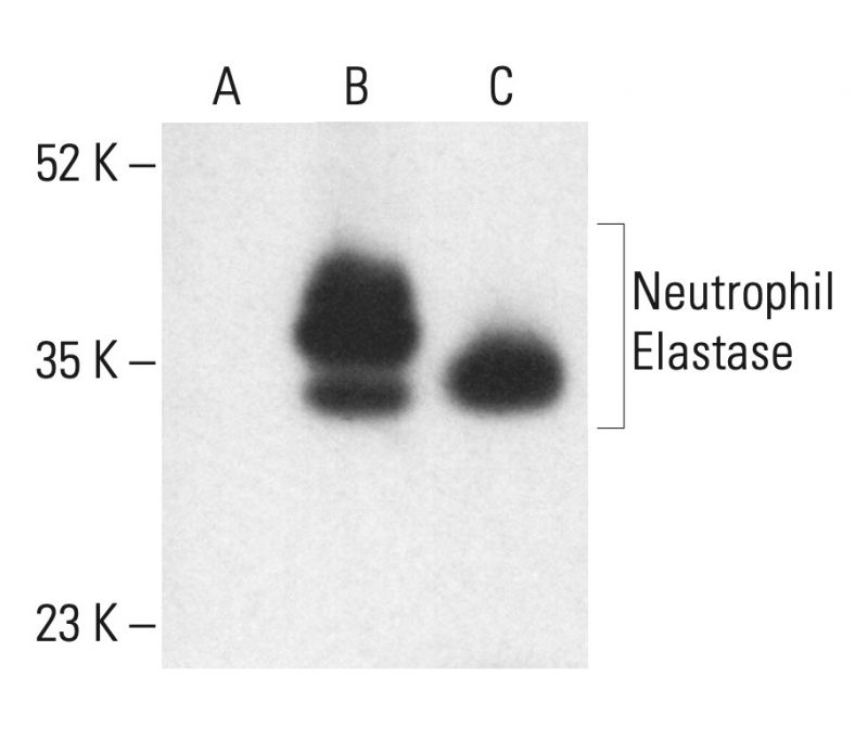 Neutrophil Elastase抗体 (D7) SCBT Santa Cruz Biotechnology
