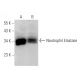 Neutrophil Elastase Antibody (F-1) - Western Blotting - Image 14631