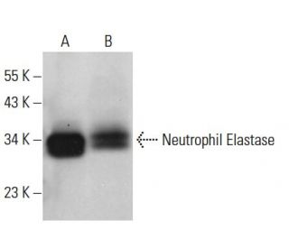 Neutrophil Elastase Antibody (G-2) - Western Blotting - Image 14632 