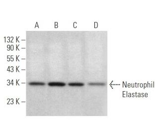 Neutrophil Elastase Antibody (F-1) - Western Blotting - Image 375135