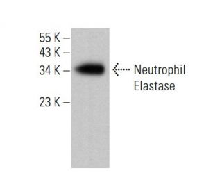 Neutrophil Elastase Antibody (D-7) - Western Blotting - Image 377039