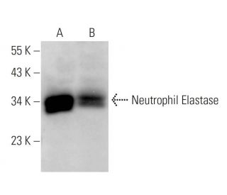 Neutrophil Elastase Antibody (F-1) - Western Blotting - Image 14631