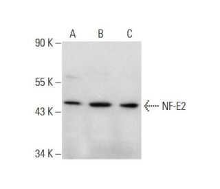 western blotting image from recommended NF-E2 (D-6) monoclonal antibody replacement. Image 143607