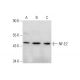 western blotting image from recommended NF-E2 (D-6) monoclonal antibody replacement. Image 143607