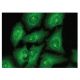 NF-E2 Antibody (D-6) - Immunofluorescence - Image 149269