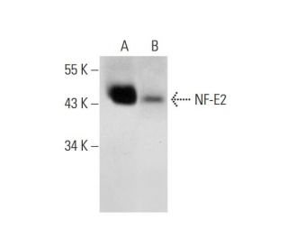 NF-E2 Antibody (G-2) - Western Blotting - Image 319275 