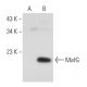 western blotting image from recommended MafF/G/K (D-12) monoclonal antibody replacement. Image 108802