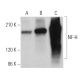 western blotting image from recommended NF-H (RNF402) monoclonal antibody replacement. Image 374913