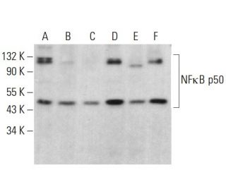 NFκB p50 Antibody (D-6) - Western Blotting - Image 379594
