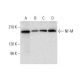 NF-M Antibody (E-9) - Western Blotting - Image 305742